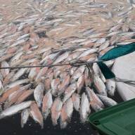 Pladesemapesga insta a la Xunta de Galicia a paralizar de forma inmediata la importación de salmón chileno por grave riesgo de envenenamiento humano y de las Rías Gallegas.
